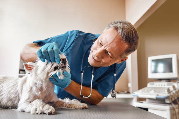 Best Walk-In Emergency Dental Services in Plainview, NE